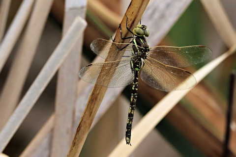 Vik Dunis: Blue-spotted Hawker Dragonfly